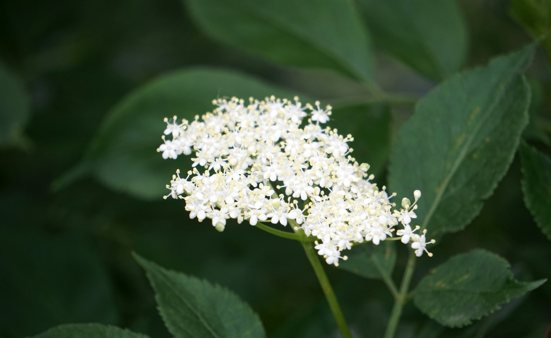 květy černého bezu mají nezaměnitelnou vůni která hned praští do nosu